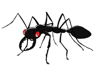 Bullant Cartoon Black